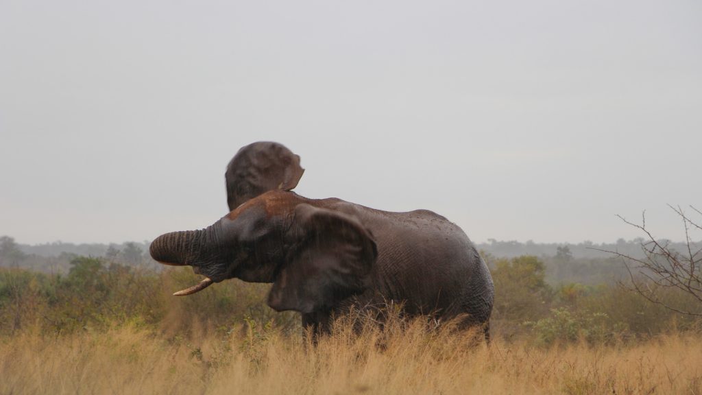 elefante no violeta