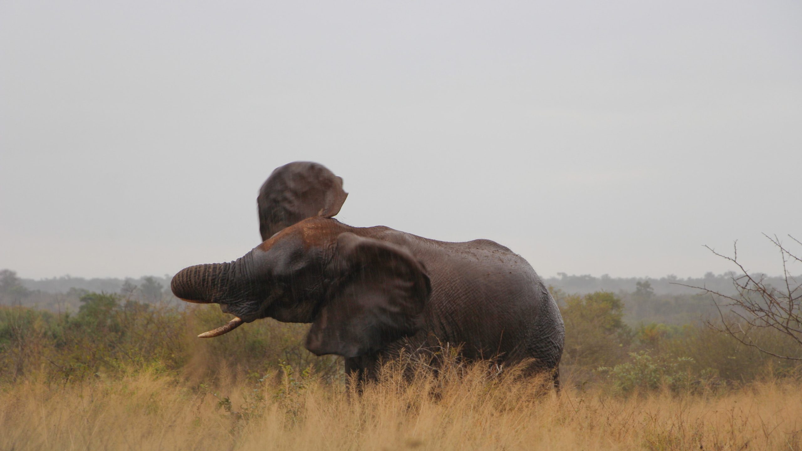 elefante no violeta